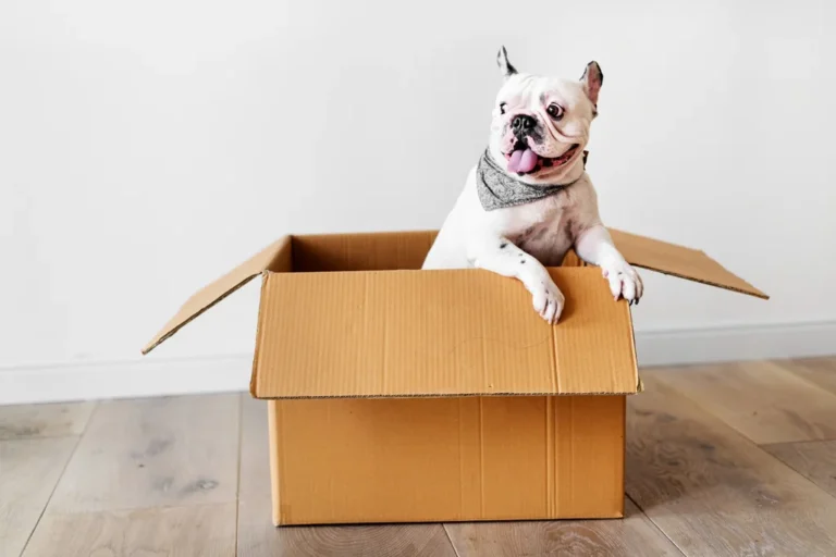 moving with dogs